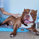 Pelush El Cepillo de Vapor que Desenreda, Limpia e Hidrata el Pelaje - [PROMOCIÓN DISPONIBLE SOLO HOY]